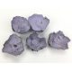 Purple poppy fruit 5pcs/pack