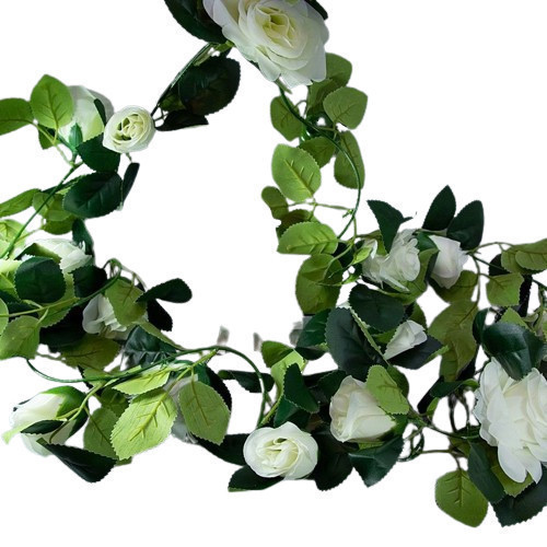 Róża biało-maślana o długości 2 m