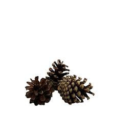 3-5 cm brown cone