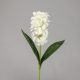 Fibrous hyacinth cream