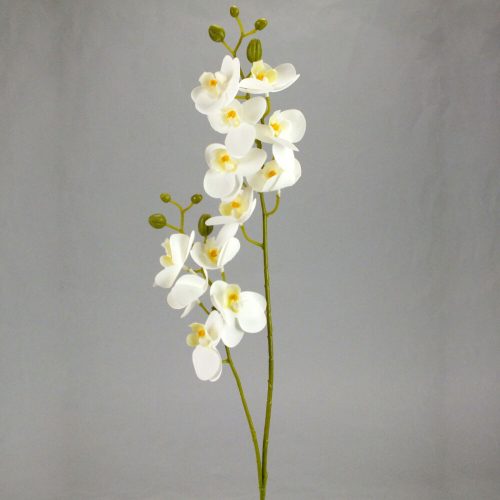 2 branches orchid white