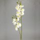 2 branches orchid white