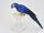 Papagal albastru - galben 36cm