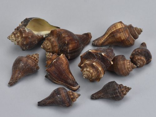 Brown snail 4.5-7cm 10 dkg/package
