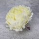 Peony head - cream