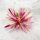 Chinesischer Chrysanthemenkopf - tafelförmiges Alpenveilchen