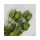 Sparkling hops bouquet green 2pcs/pack