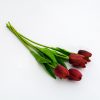 Bordós-barna tulipán