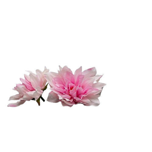 Blütenblatrosa Seidendahlie 10 cm