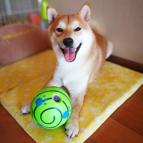 Zabawka dla psa, piłka dla psa