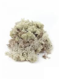 Icelandic lichen snowy - small package 20 g