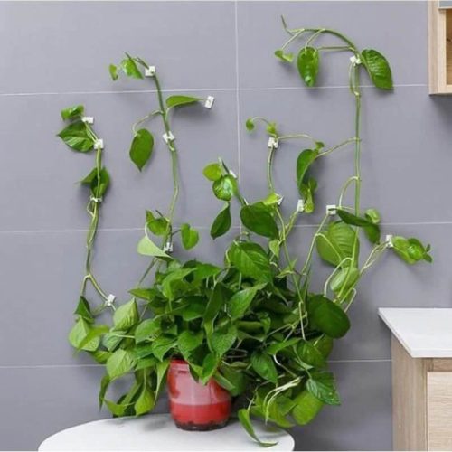 Self-adhesive buckle for climbing and climbing plants