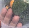 Schutznetz für Gartenpflanzen vor Insekten – 100 x 150 cm
