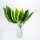 Tulipa veșnic verde cu frunze de 17 cm