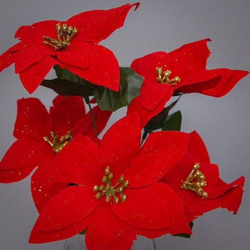 Red poinsettia bouquet