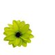 Green dahlia 11 cm