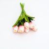 Vibrant magenta tabby tulip