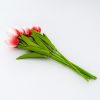 Vibrant magenta tabby tulip