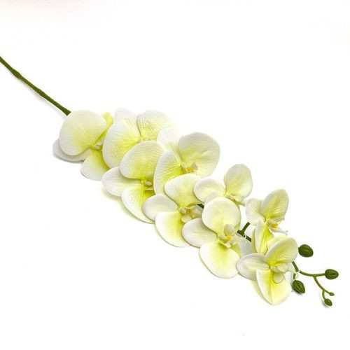 Orhidee tabby vanilie 90 cm